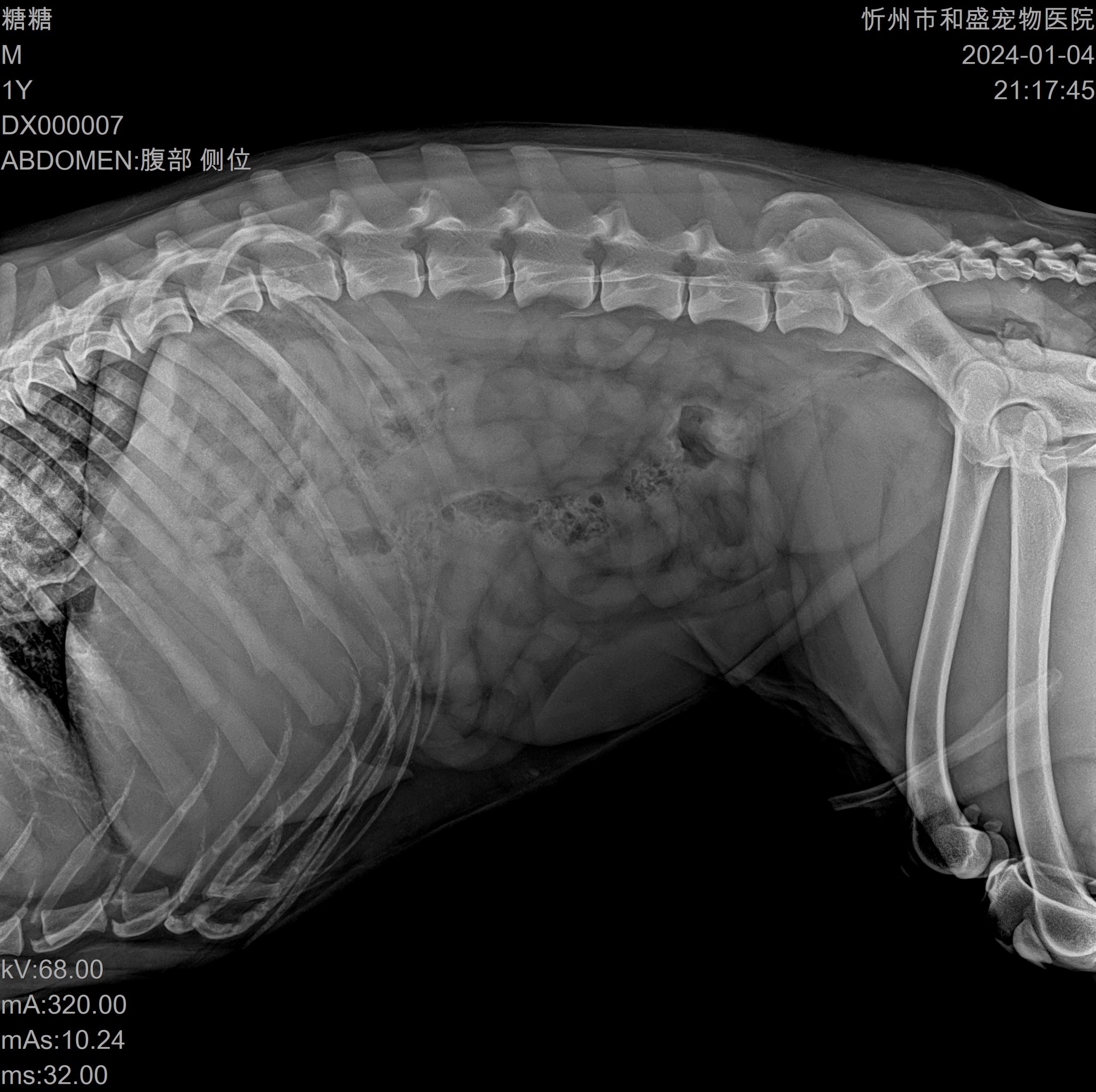 VET DX-V1 – Digitale Veterinär Röntgenanlage – Bild 11